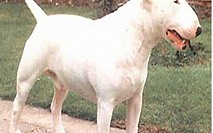 Bll Terrier Standard Bll Terrier Standard